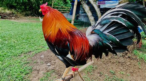 sabong pinas hulugan system|materiales sa HUlUGAN SYSTEM..( INSTALMENT NA MANUK ).